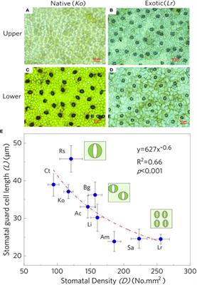 The linkages between stomatal physiological traits and rapid expansion of exotic mangrove species (Laguncularia racemosa) in new territories